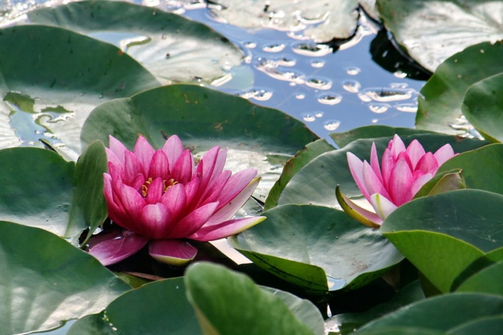 озеро лотосов