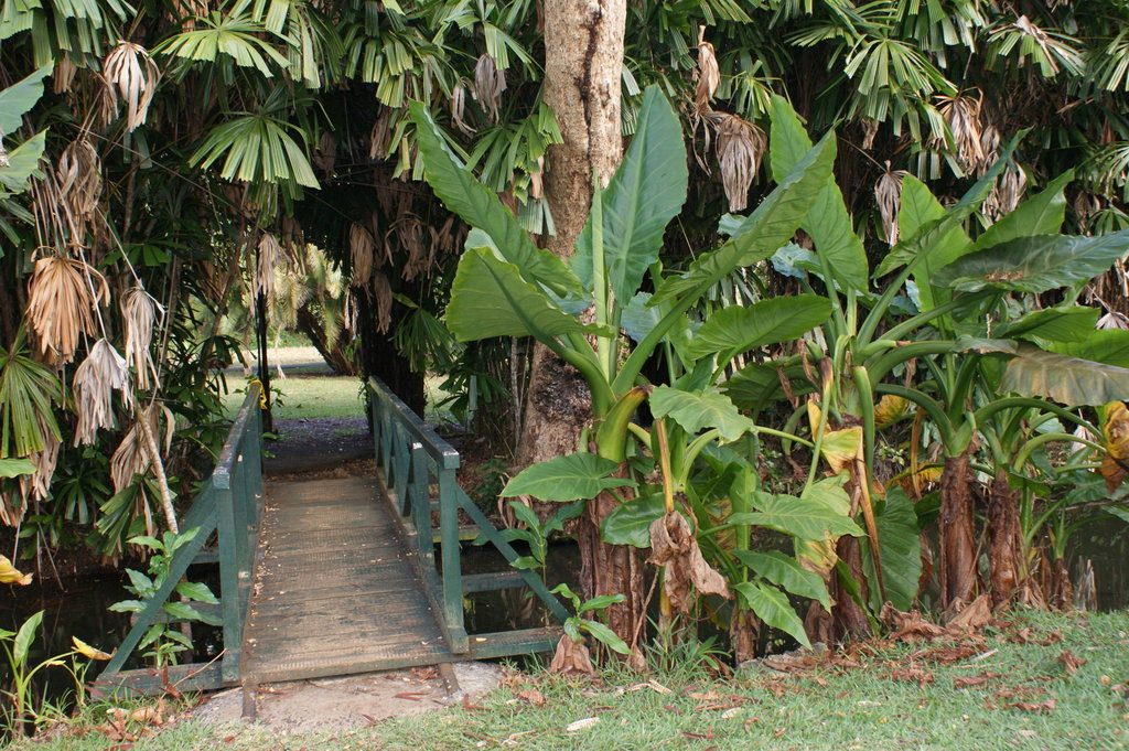 Растения с Маврикия, которые могут помочь от рака пищевода