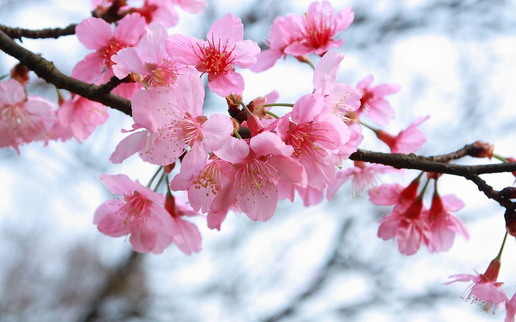 Япония Природа