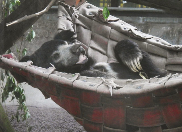 FOREO стал опекуном медведя-губача в Московском зоопарке