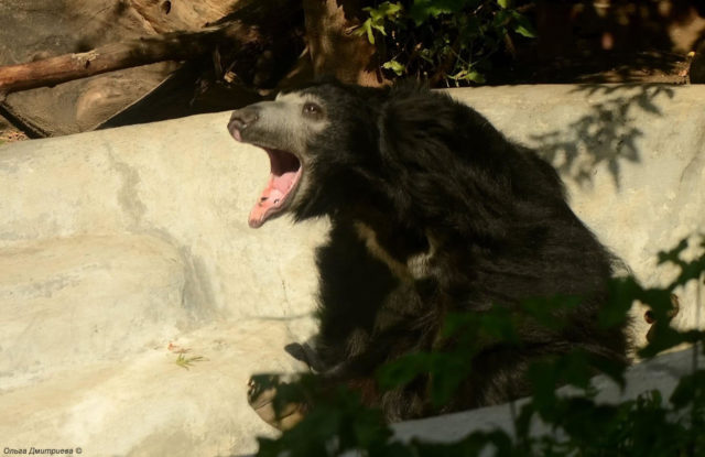 FOREO стал опекуном медведя-губача в Московском зоопарке