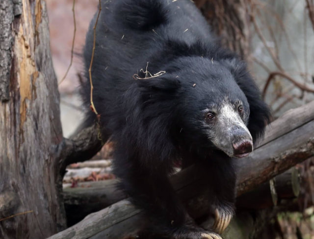 FOREO стал опекуном медведя-губача в Московском зоопарке