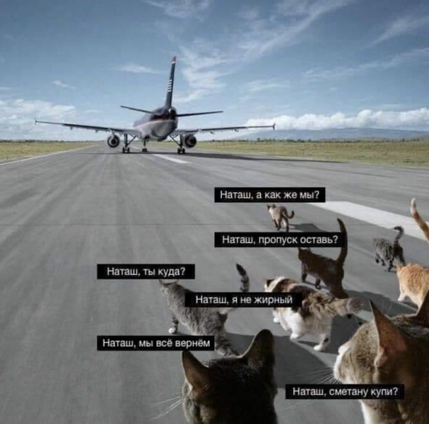 «Наташ, ты спишь?»: мемы с «Наташиными котами». Часть 2