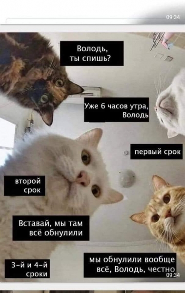 «Наташ, ты спишь?»: мемы с «Наташиными котами». Часть 2