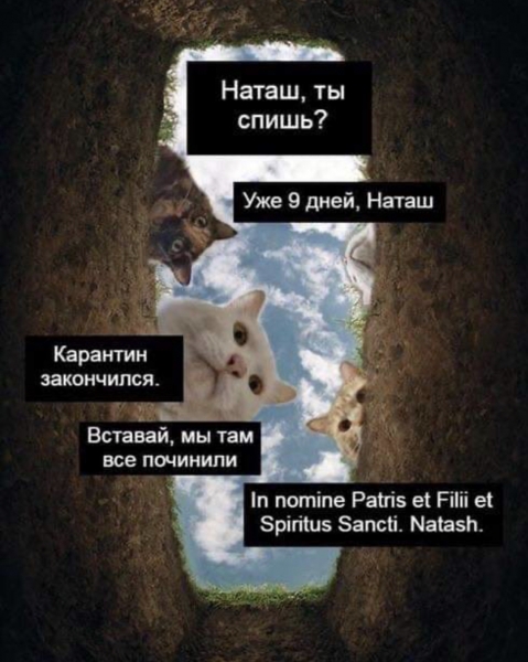 «Наташ, ты спишь?»: мемы с «Наташиными котами». Часть 2