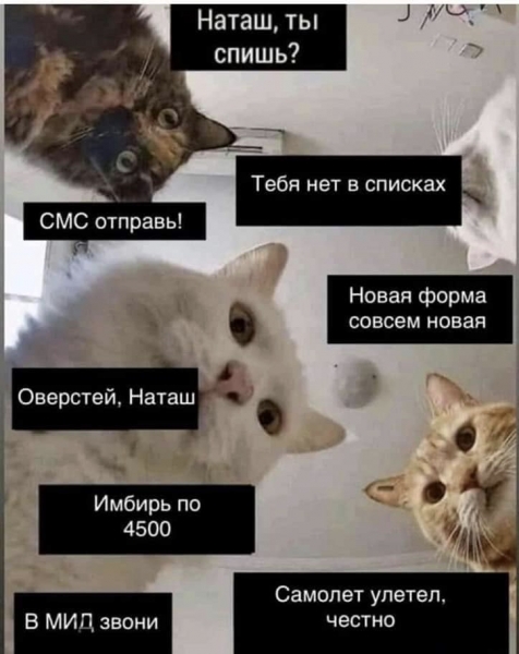 «Наташ, ты спишь?»: мемы с «Наташиными котами». Часть 2