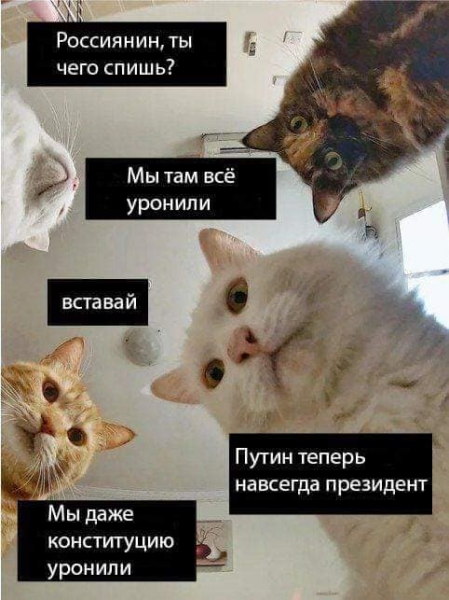 «Наташ, ты спишь?»: мемы с «Наташиными котами». Часть 2