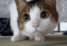 «Наташ, ты спишь?»: собрали самые смешные мемы с «Наташиными котами»