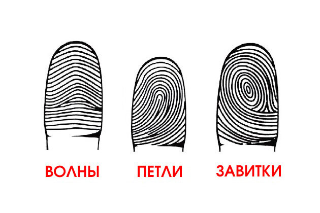 Проверь, гений ли ты: определяем твои особенности по отпечаткам пальцев