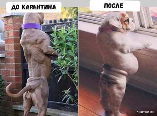 На старт, внимание, марш: собрали самые смешные мемы про жизнь после карантина