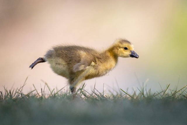Минутка хороших новостей: долгожданная жара в столице, видео котят манула и строительство велотрассы между Москвой и Санкт-Петербургом
