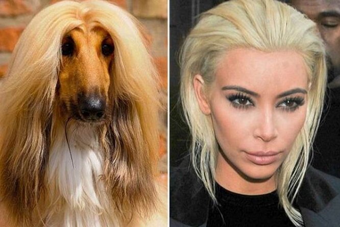 Трамп — спелая кукуруза и другие звёздные причёски-мемы