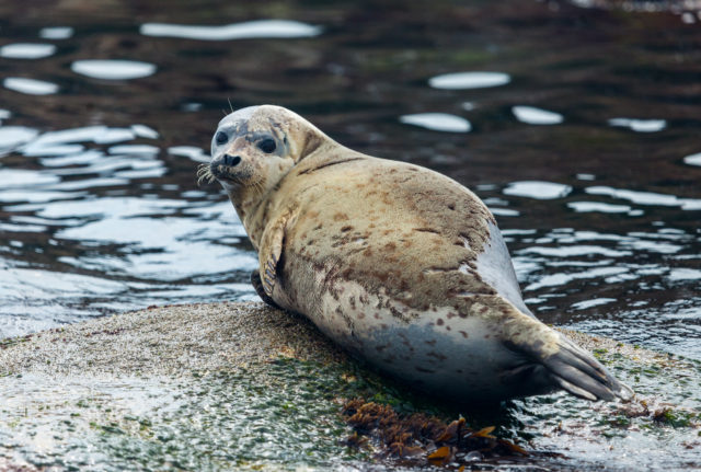Звезды на страже экологии и ароматы, которые защищают природу: чем интересен новый бьюти-проект, оберегающий моря России