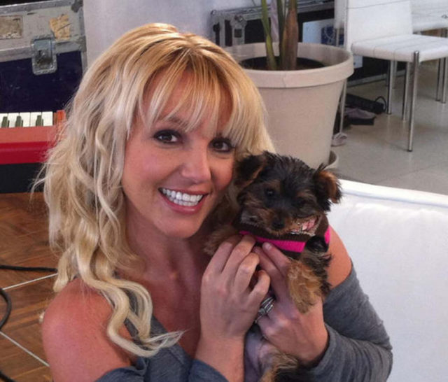 «Собаки были при смерти»: что случилось в доме Бритни Спирс