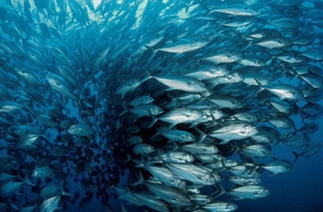 Моря и океаны: топ документальных фильмов на вечер 