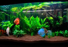 Чем разнообразить свой аквариум