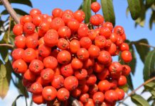 Почему рябина популярна