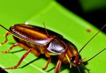 Как избавиться от тараканов в квартире?