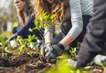 Как правильно посадить дерево?