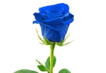 Почему цветы — лучший подарок?