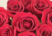 Букет роз — лучший способ выразить сво чувства