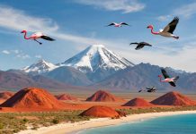 Exploring Australia with an Australian Tourist Visa